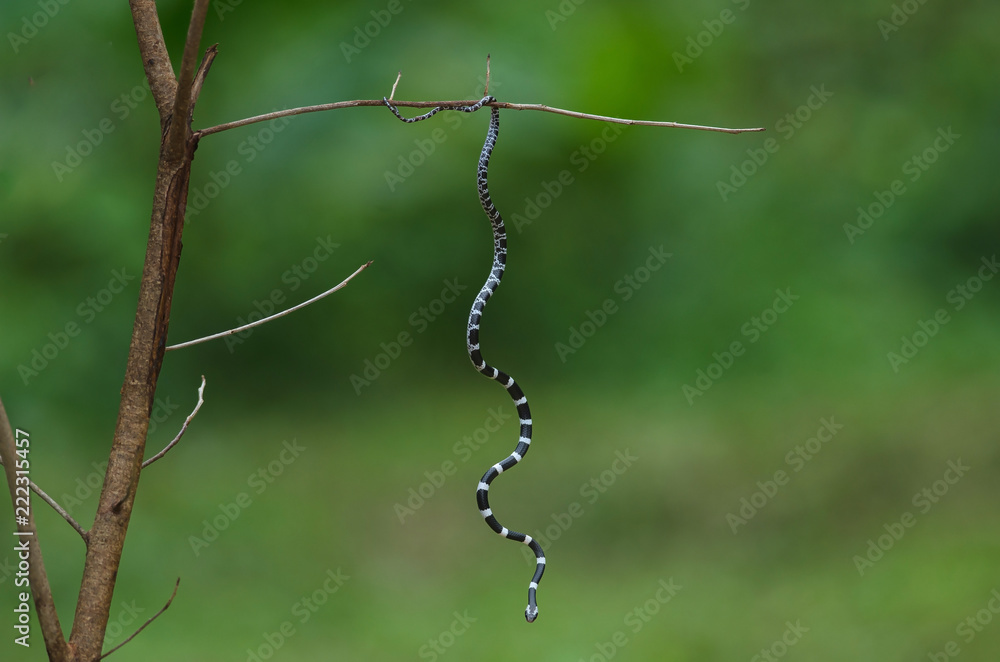 Common Bridle Wolf Snake on tree in nature Common Bridle Wolf Snake on tree in nature