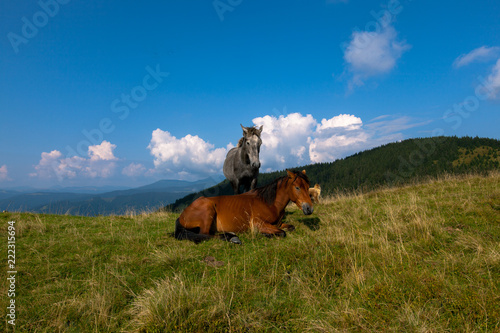 horse pasture in the mountains © Farik