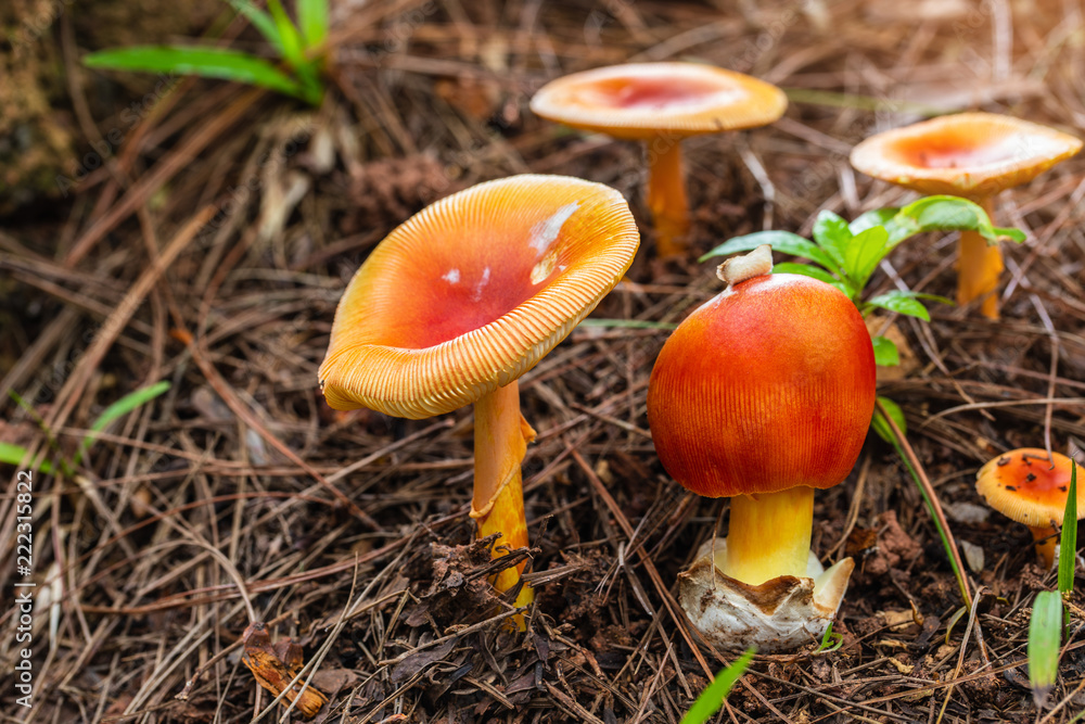 Colourful of mushroom on the ground in the rainforest. Colourful of mushroom on the ground in the rainforest.