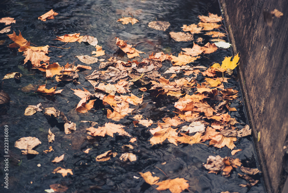 Fototapeta premium autumn yellow mapple leaves in water pool