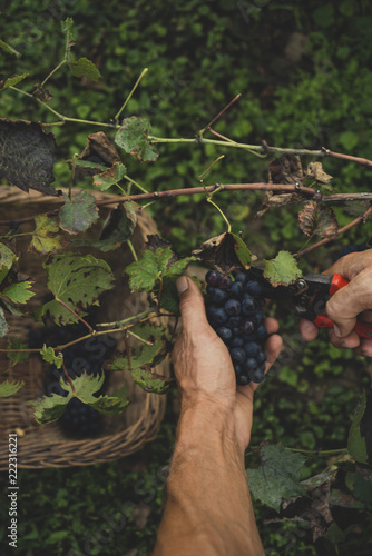 Man harvesting grapes in the vineyard 