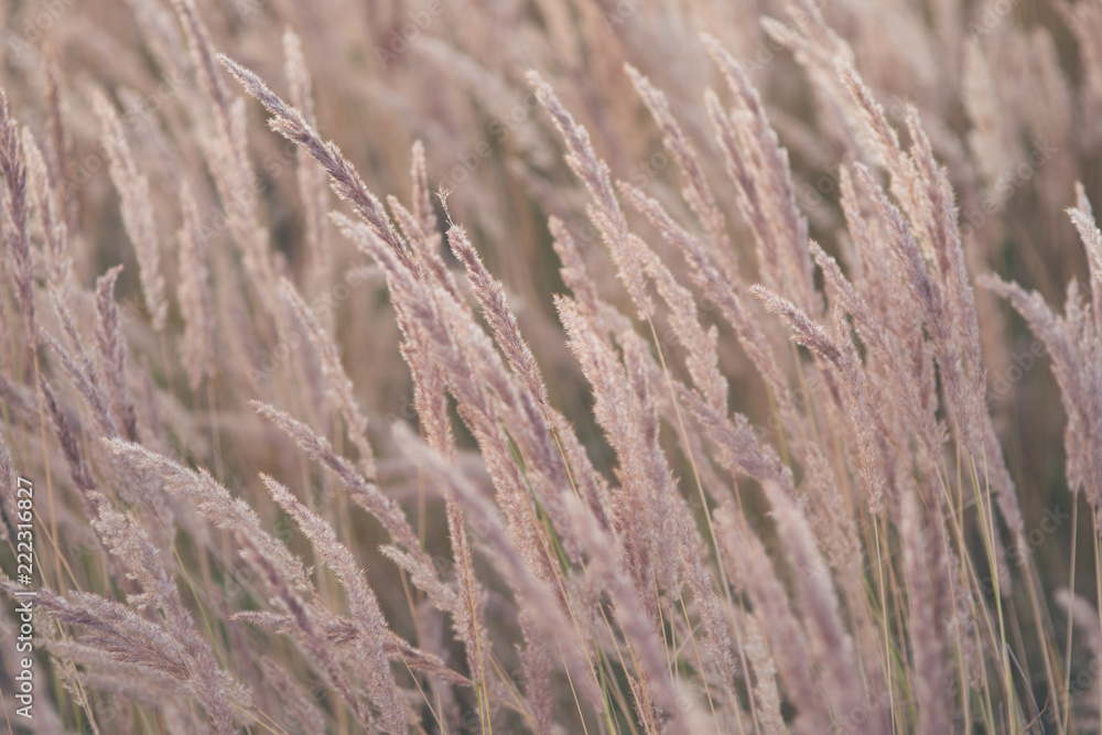 Obraz premium Summer grass flowers in bright gold shimmering twilight sunshine, blurred background as outdoor backdrop and copy space. Selective focus macro shot with shallow DOF