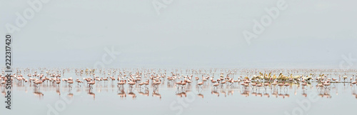 Colony of Flamingos on the Natron lake.Lesser Flamingo Scientific name: Phoenicoparrus minor. Tanzania Africa.