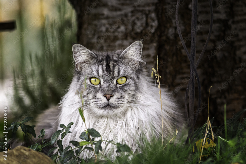 Silver Maine Coon tomcat as portrait lying in front of a tree.