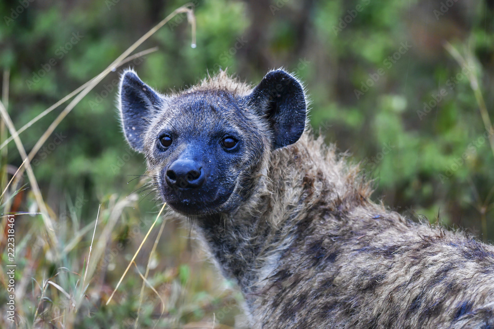 Hyena