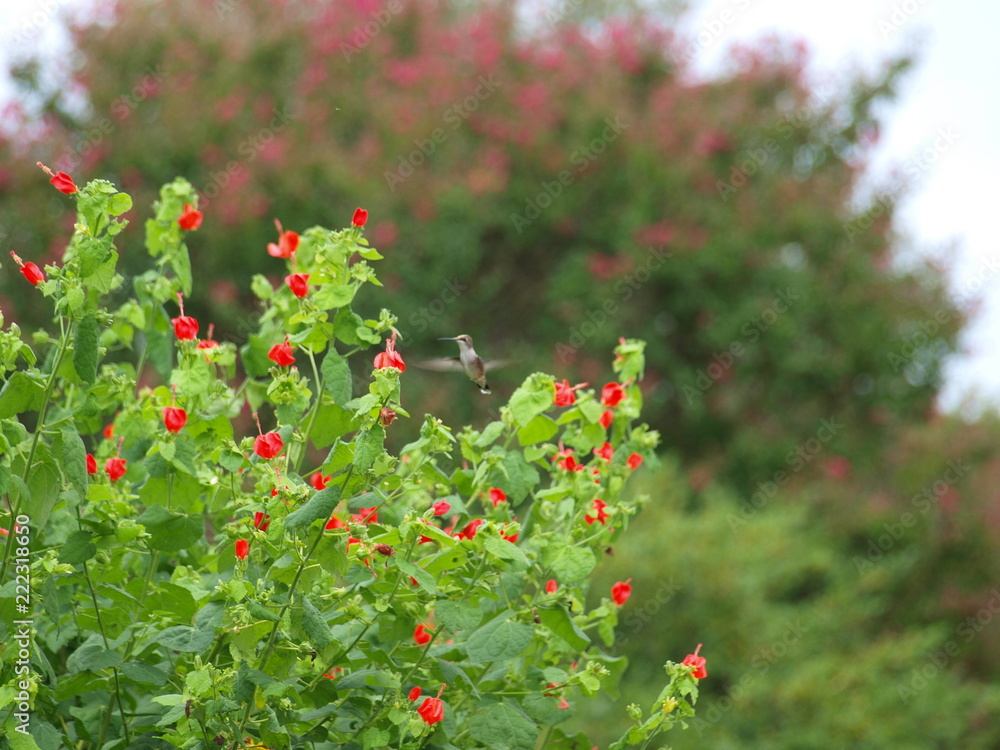 A humming bird pops in view just as the shutter is clicked. There were  several more that arrived to check out the red blooms.