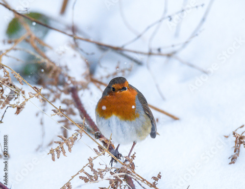 Winter robin © Mark