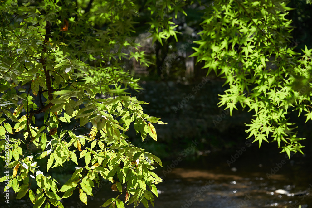 Obraz premium Maple Leaves Late In Summer