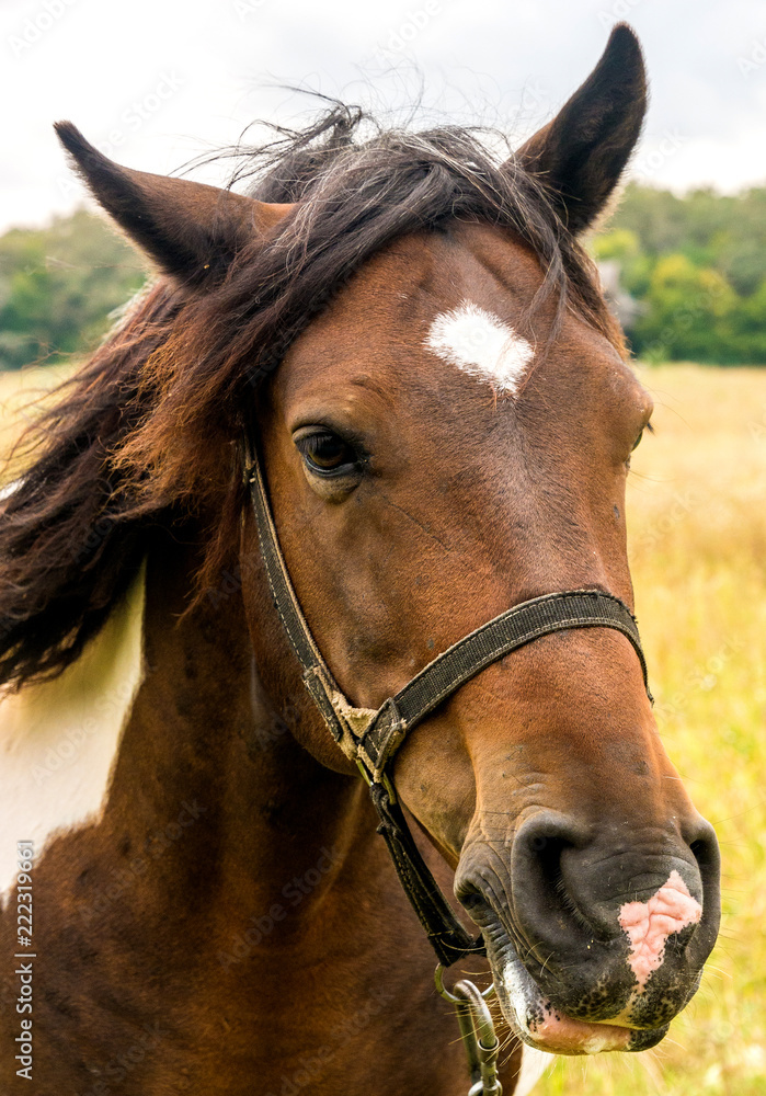 Horse close up on the pasture Horse close up on the pasture