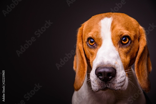 Fototapeta Naklejka Na Ścianę i Meble -  Beagle dog portrait on a black background isolated studio