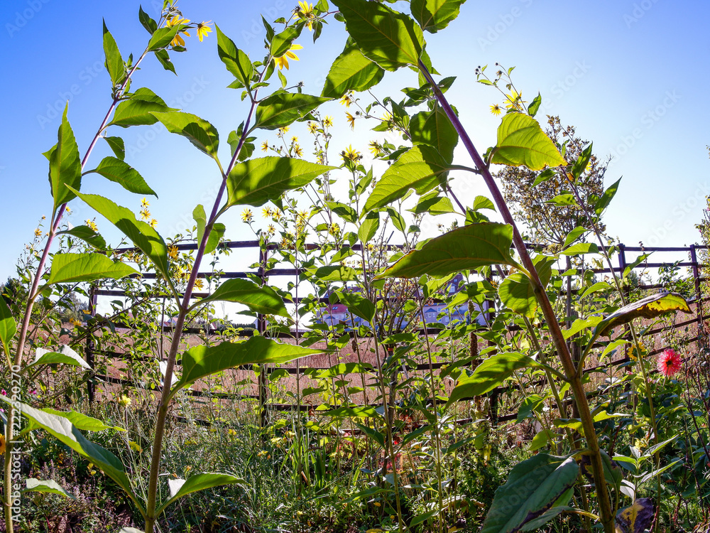 Gelbe Blumen wachsen im Garten Gelbe Blumen wachsen im Garten