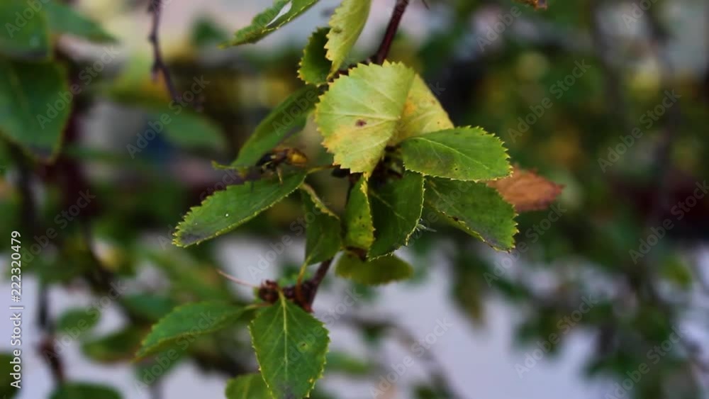 Leaves on a tree in the fall bee Leaves on a tree in the fall bee