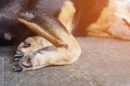 close up front legs knee dog while lay down  on the dark floor, animal health concept.