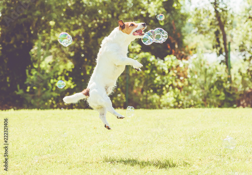 Playful dog jumps high to catch soap bubbles at sunny lawn at hot summer day