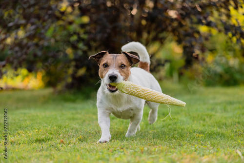 Fototapeta Naklejka Na Ścianę i Meble -  Farm dog carries cob of fresh sweet corn at sunny summer day