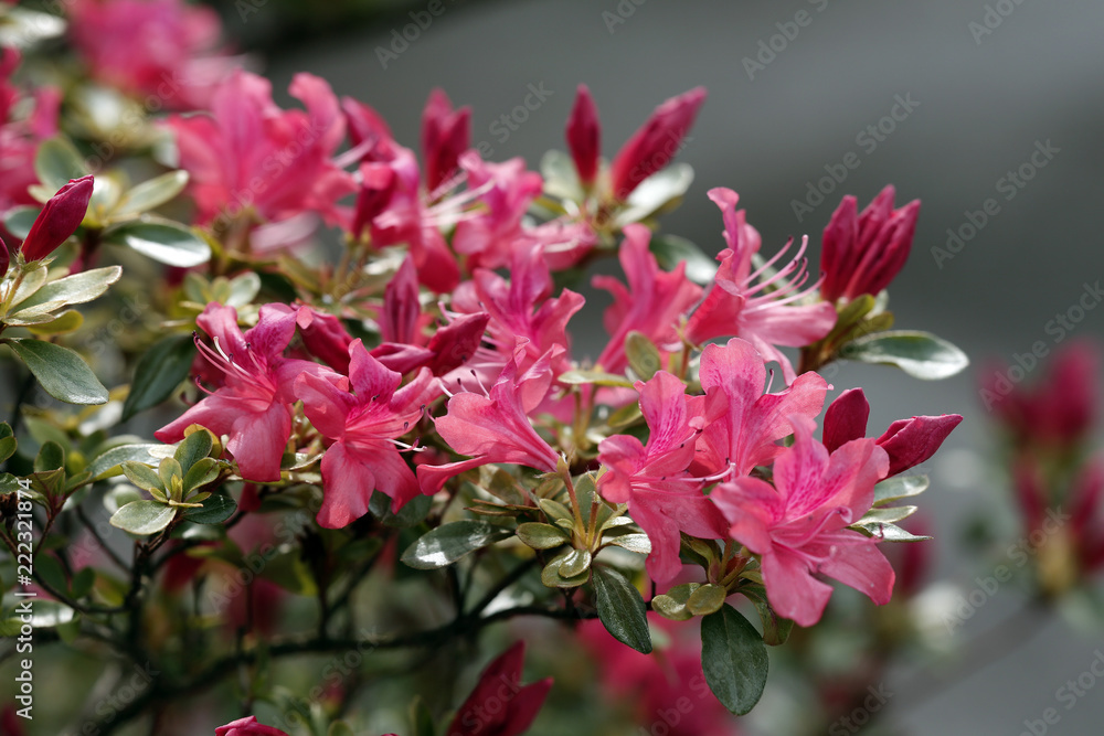 Japanische Azalee , Diamant Rot, (Rhododendron obtusum) Japanische Azalee , Diamant Rot, (Rhododendron obtusum)