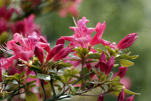 Japanische Azalee , Diamant Rot, (Rhododendron obtusum)