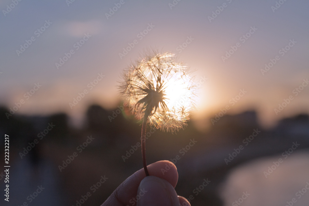 Fototapeta premium dandelion on sunset background