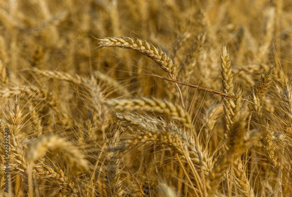 Background of wheat. Ripe wheat. Harvest of bread. Ears. A large species of ears. Background of wheat. Ripe wheat. Harvest of bread. Ears. A large species of ears.