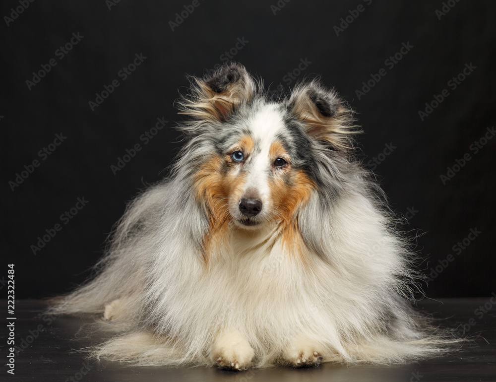 Fototapeta premium Sheltie dog on Isolated Black Background in studio
