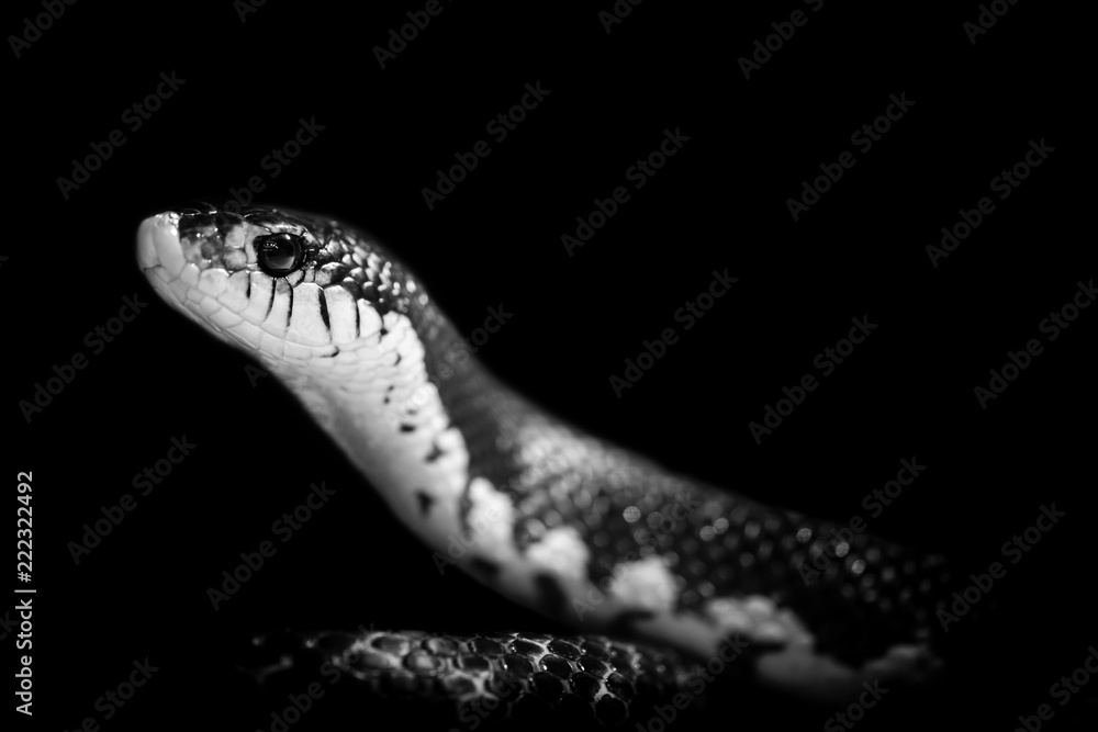 snake isolated on black background snake isolated on black background