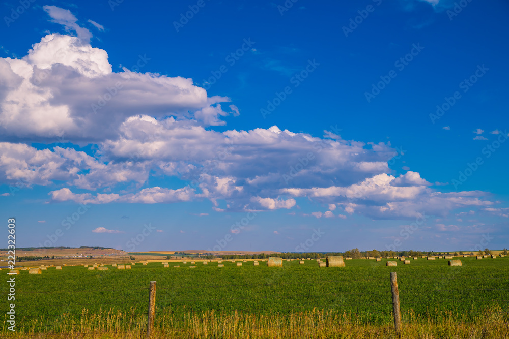 Bales of hay on field 