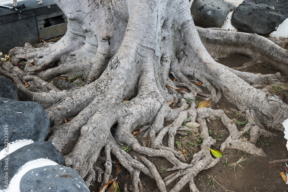 Amazing bare tree roots on the ground close up photo Amazing bare tree roots on the ground close up photo