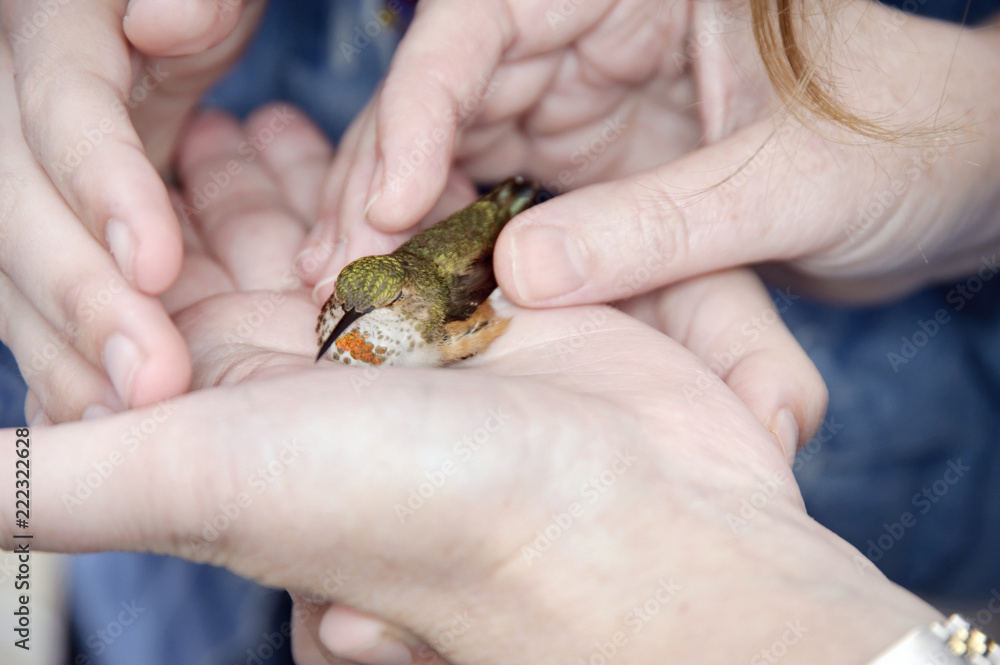 hummingbird in the hand