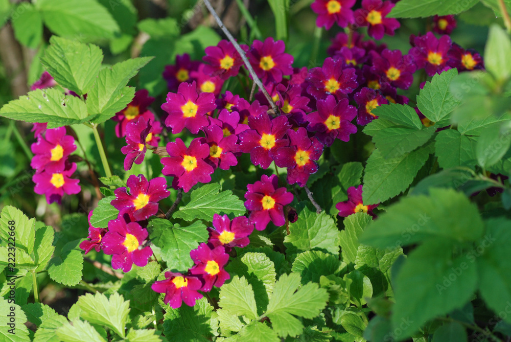 Amazing nature of purple flowers under sunlight at the middle of summer or spring day landscape. In the garden with green grass as a background. Top view Amazing nature of purple flowers under sunlight at the middle of summer or spring day landscape. In the garden with green grass as a background. Top view