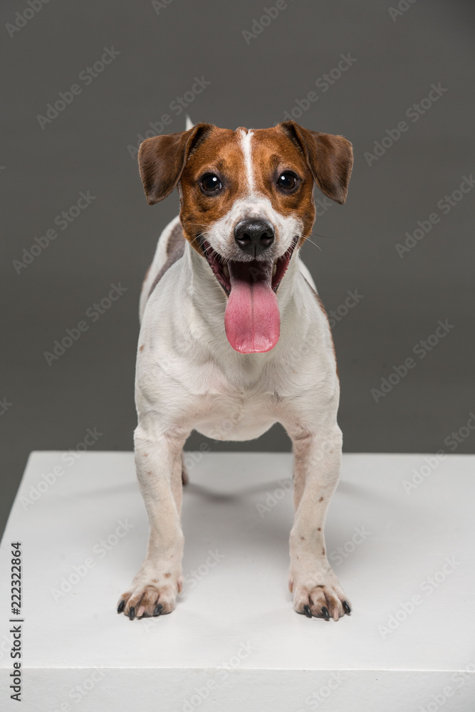 Jack Russel terrier