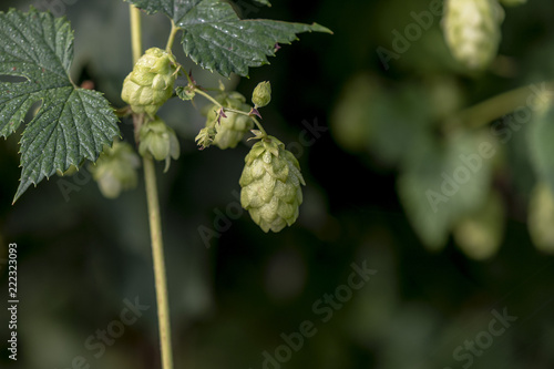 Detail of hops on a branch with green leaves in autumn
