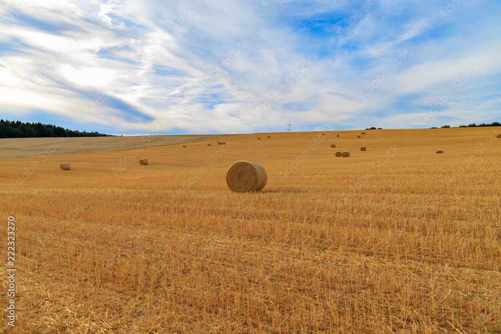 Yellow straw bales on the field