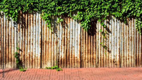 Fototapeta Naklejka Na Ścianę i Meble -  old and rusty galvanized iron wall with ivy texture