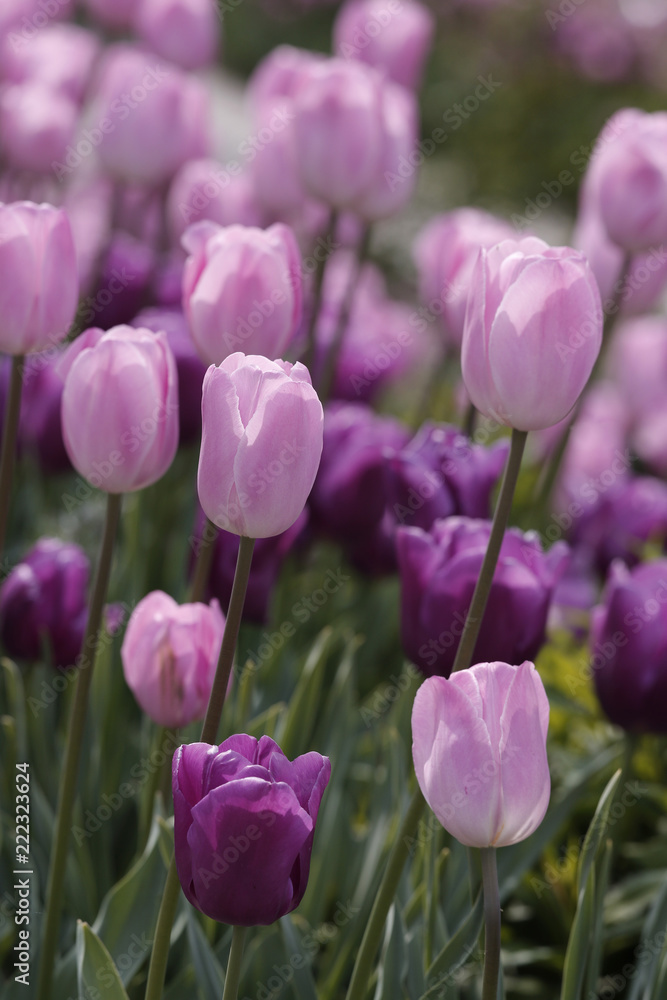 Lila und Rosa Tulpen im Beet