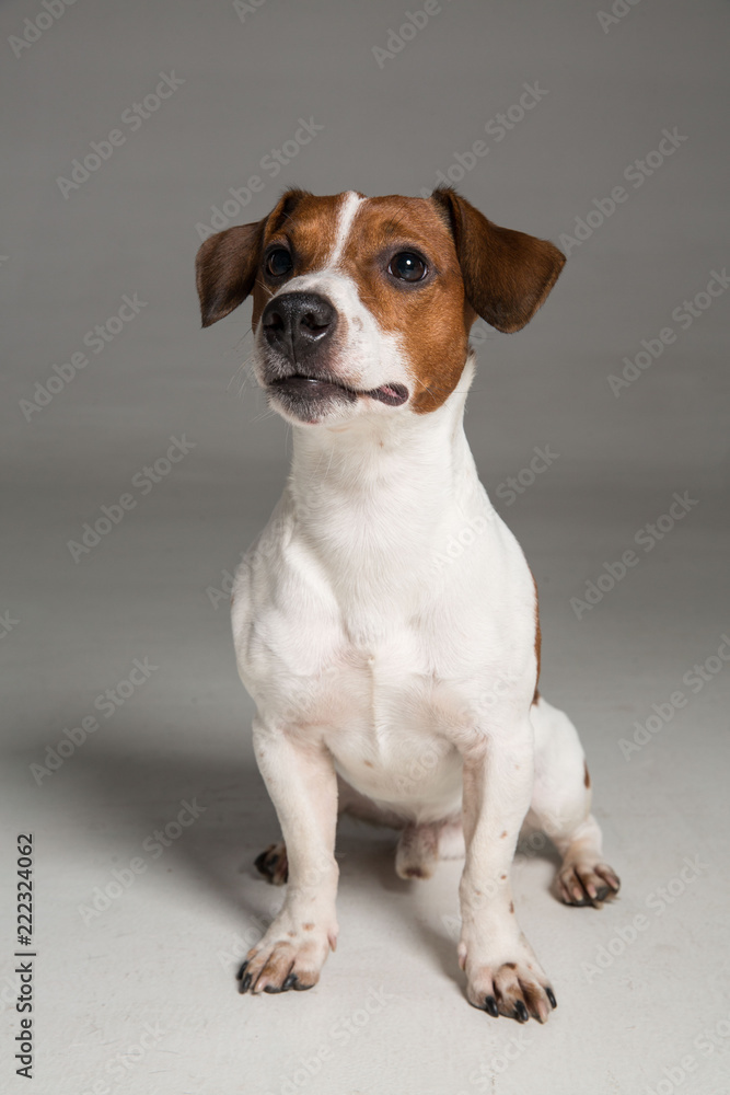 Jack Russel terrier Jack Russel terrier