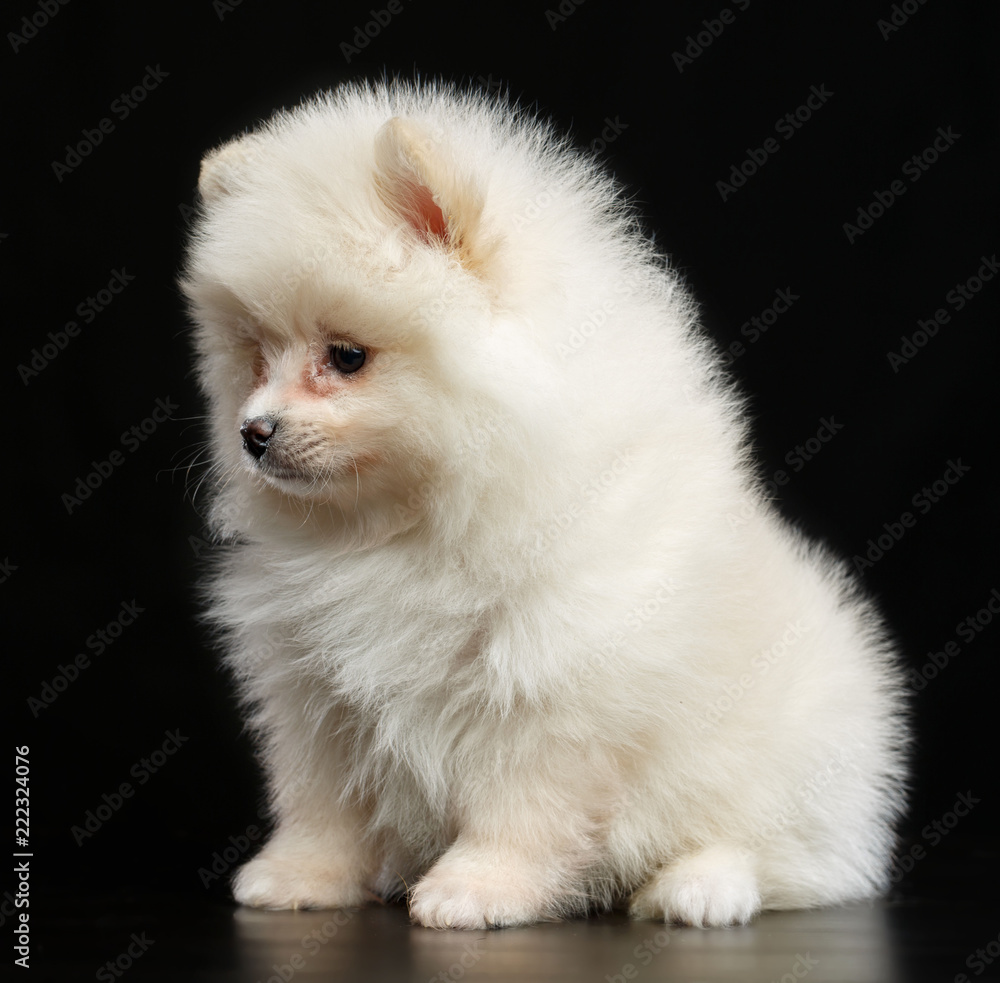 Pomeranian spitz Dog on Isolated Black Background in studio Pomeranian spitz Dog on Isolated Black Background in studio