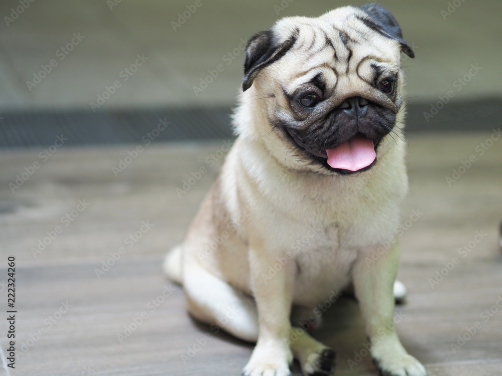 Cute pug smile and sitting on ground