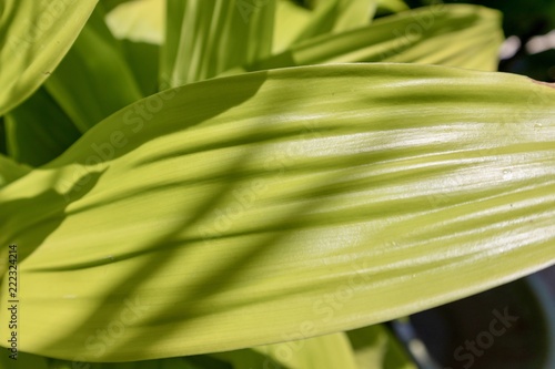 close up of large green leaf