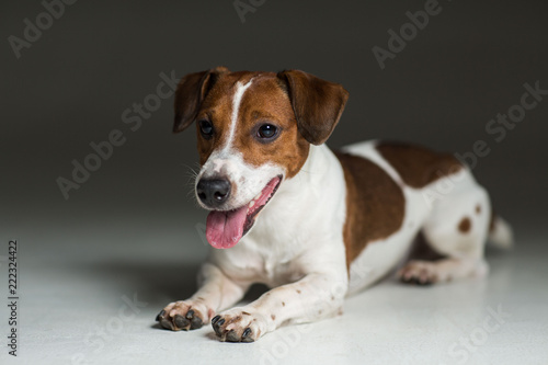 Fototapeta Naklejka Na Ścianę i Meble -  Jack Russel terrier
