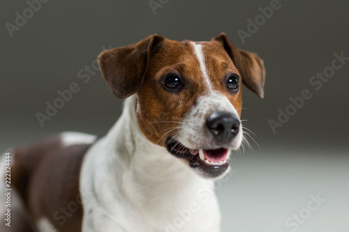 JAck Russel terrier