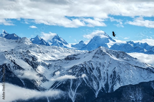 Golden eagle flying in front of swiss alps scenery. Winter mountains. Bird silhouette. Beautiful nature scenery in winter. Mountain covered by snow, glacier. Panoramatic view, Switzerland