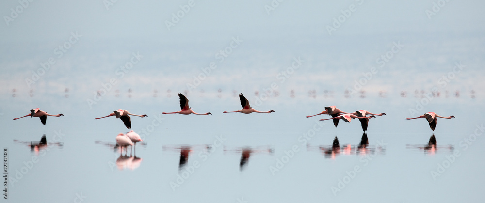 Obraz premium Flamingos in flight. Flying flamingos over the water of Natron Lake. Lesser flamingo. Scientific name: Phoenicoparrus minor. Tanzania.