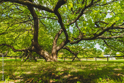Botanischer Garten Solingen: Trompetenbaum 