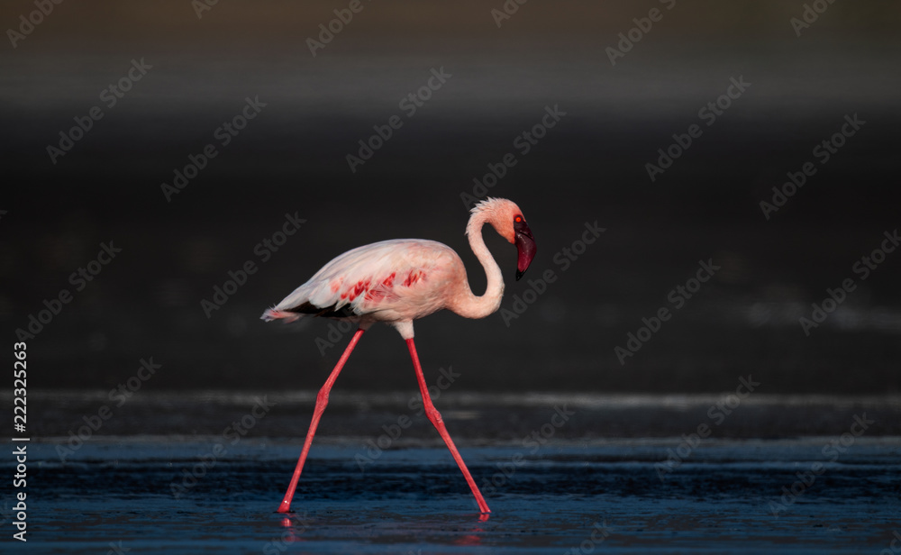 Naklejka premium Walking Lesser flamingos Scientific name: Phoenicoparrus minor walk on the water of Lake Natron. Tanzania. Africa.