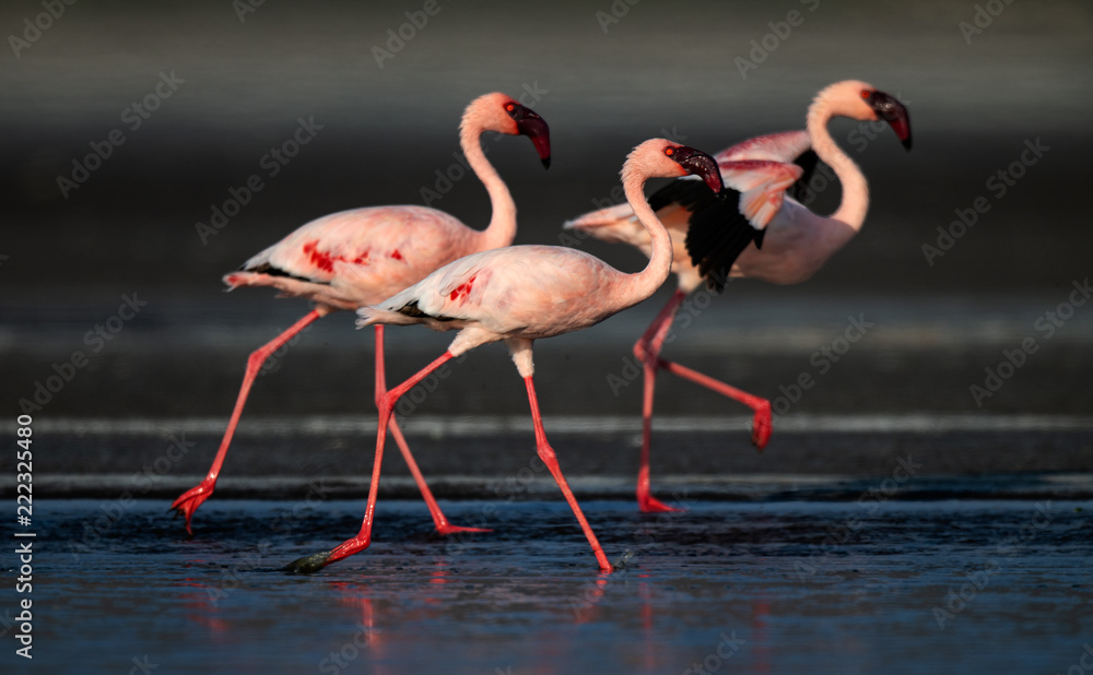 Fototapeta premium Spacerowanie Mniejsze flamingi (nazwa naukowa: Phoenicoparrus minor) spacerują po wodzie jeziora Natron. Tanzania. Afryka.