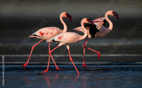 Walking Lesser flamingos (Scientific name: Phoenicoparrus minor) walk on the water of Lake Natron. Tanzania. Africa.