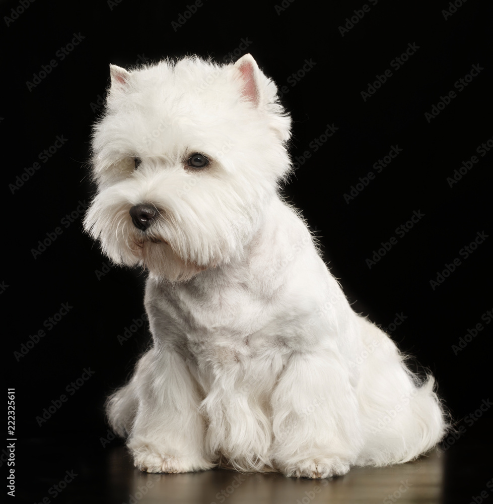 West highland white terrier Dog Isolated on Black Background in studio West highland white terrier Dog Isolated on Black Background in studio