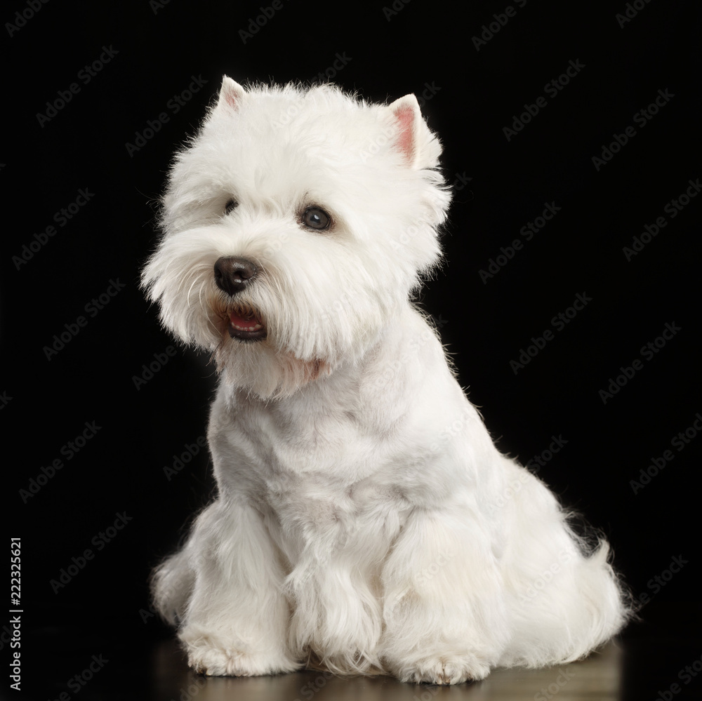 West highland white terrier Dog  Isolated  on Black Background in studio