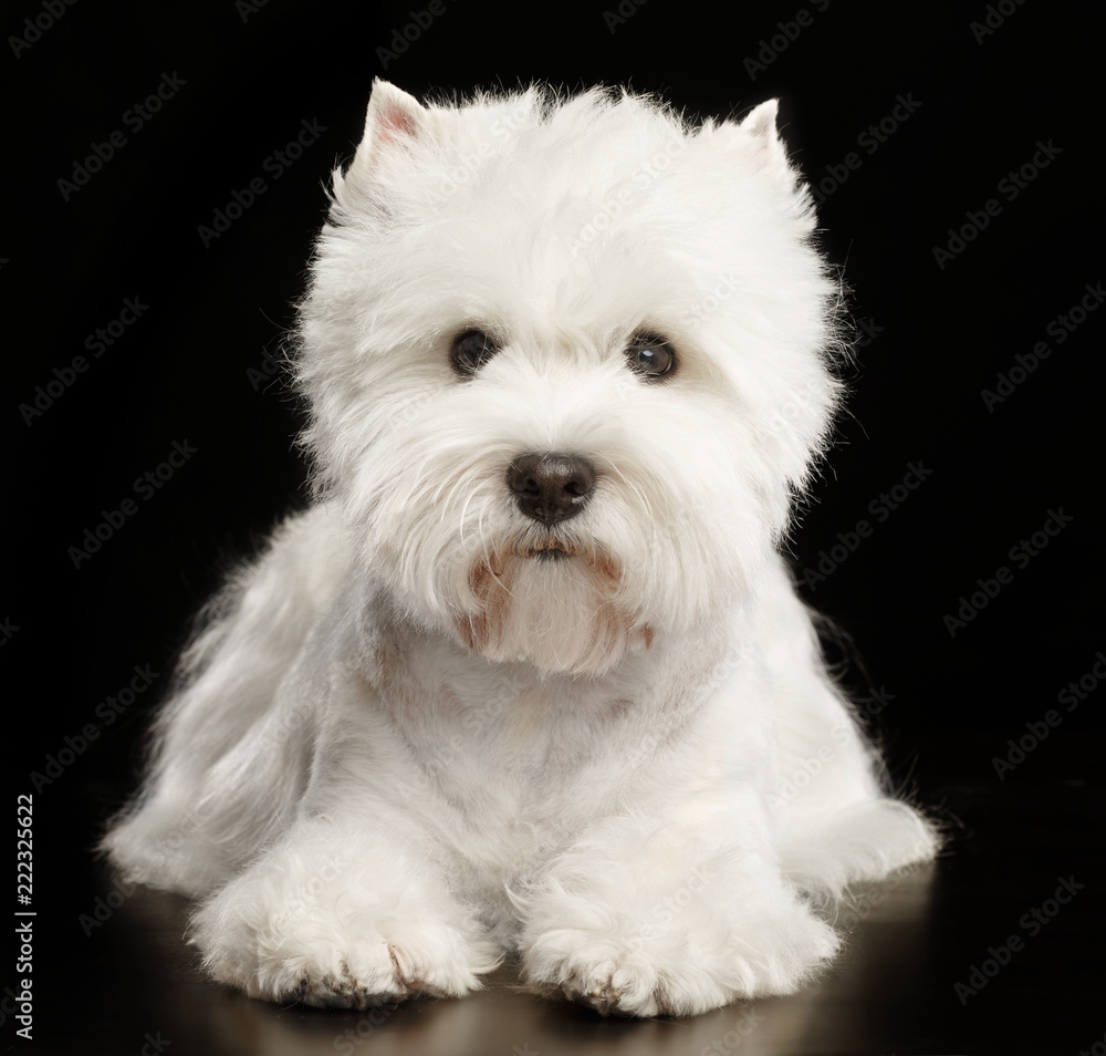 West highland white terrier Dog Isolated on Black Background in studio West highland white terrier Dog Isolated on Black Background in studio