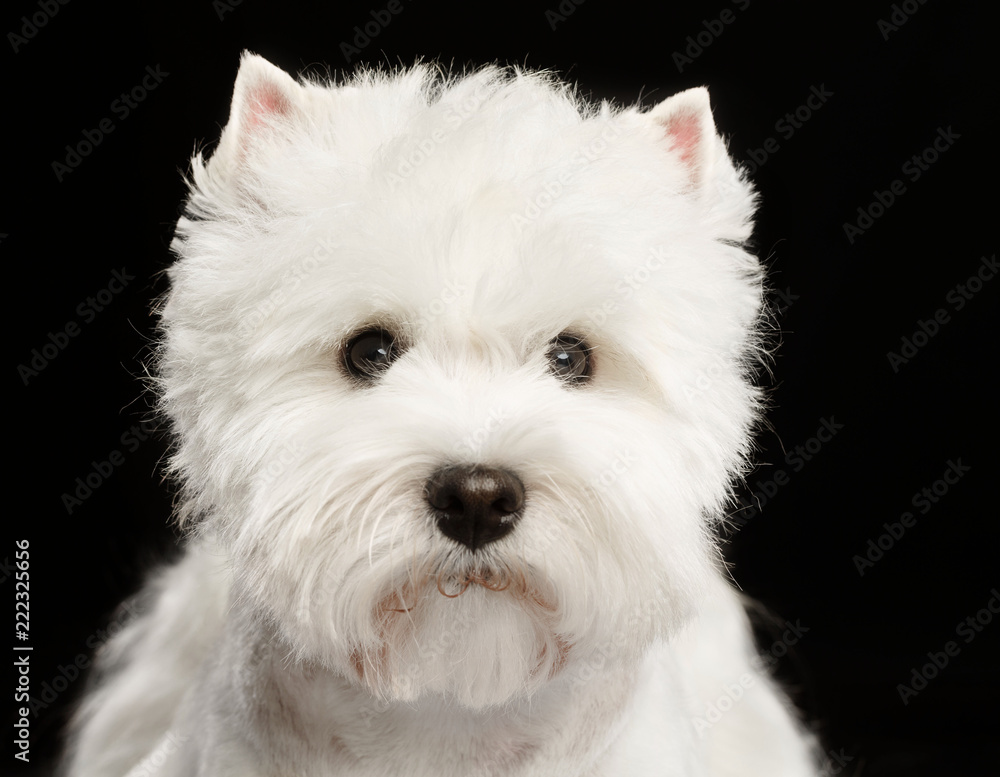 West highland white terrier Dog Isolated on Black Background in studio West highland white terrier Dog Isolated on Black Background in studio